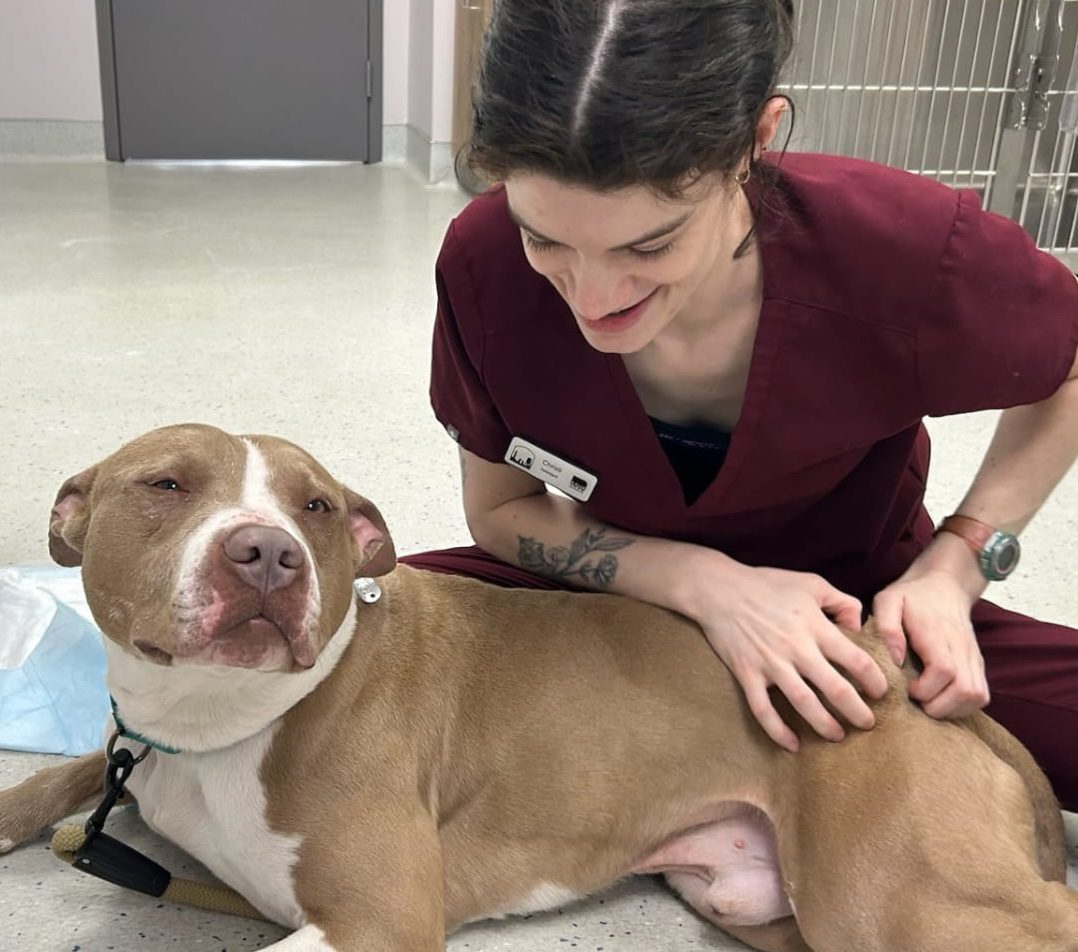 Dog Getting Pets From Vet