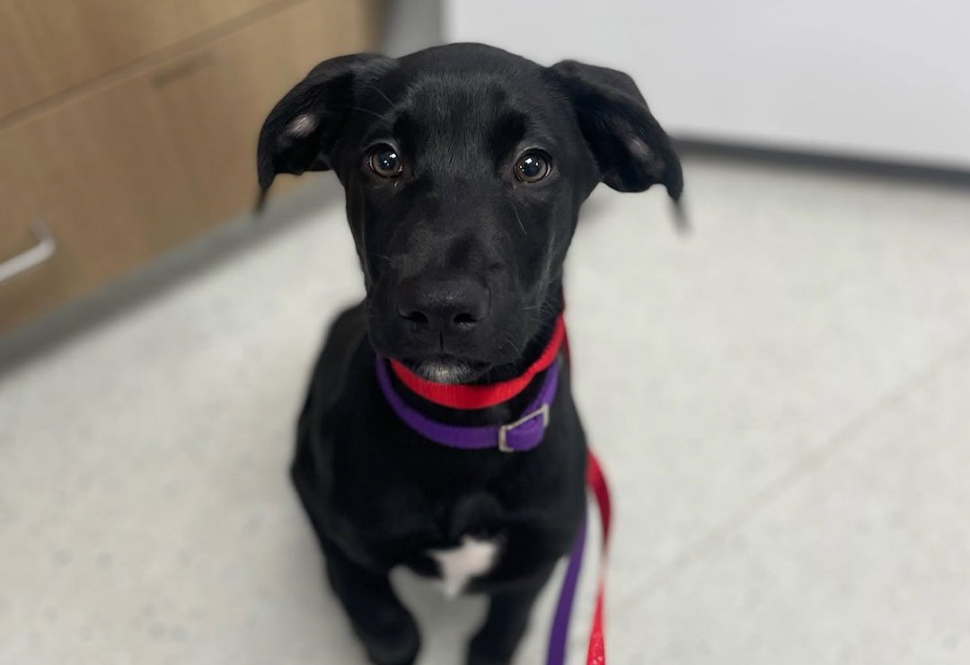 cute black puppy with a white patch of fur on chest sitting in exam room