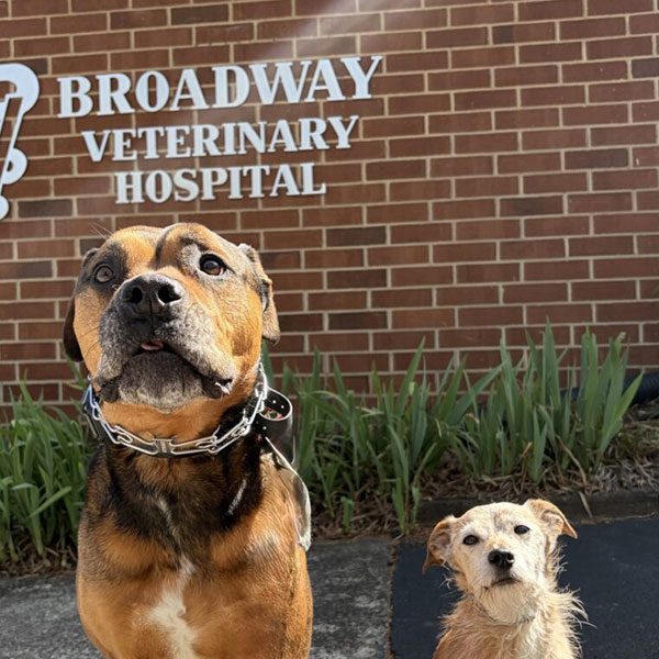 Coco's two dogs posing for a picture outdoors