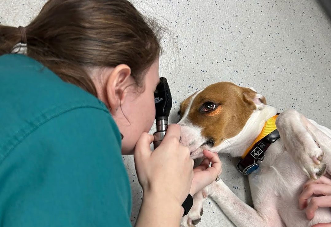 female veterinarian using otoscope to check dog's eyes on floor