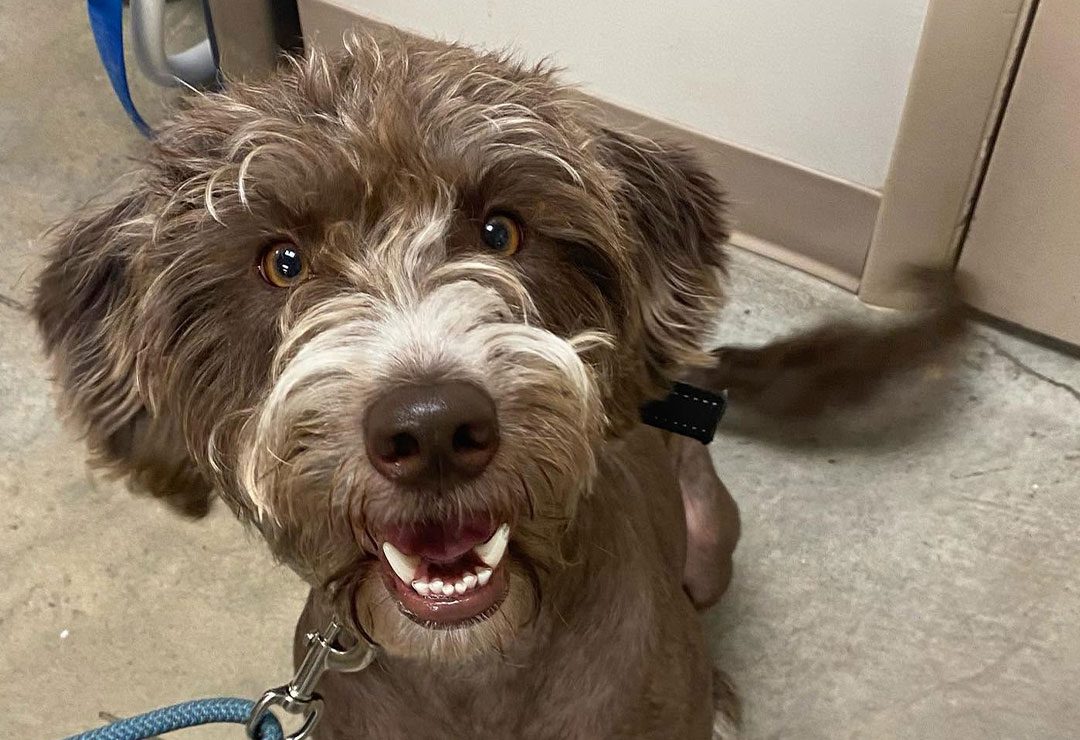 happy brown goldendoodle sitting indoors