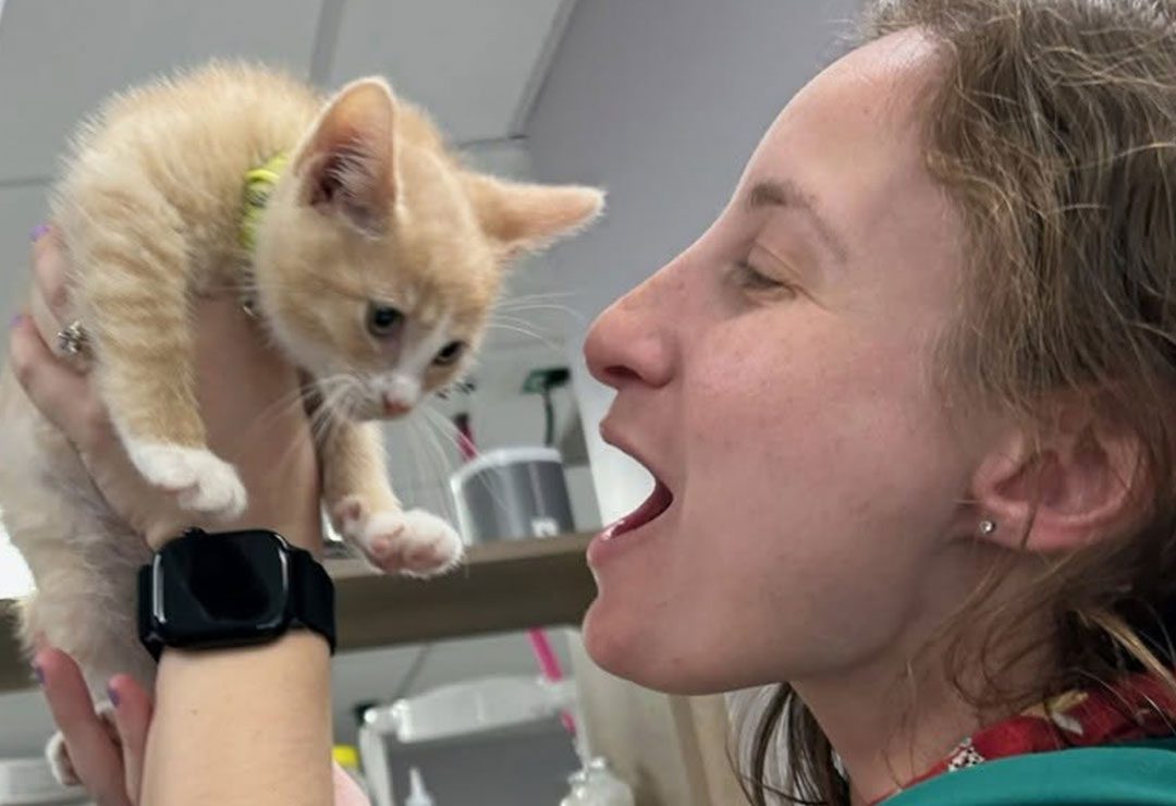 happy female veterinarian holding up orange striped tabby kitten