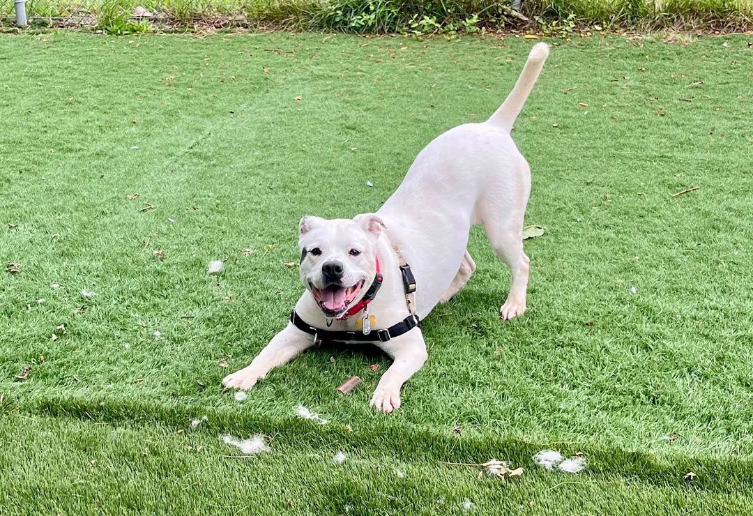 white pitbull mix dog happily playing outdoors