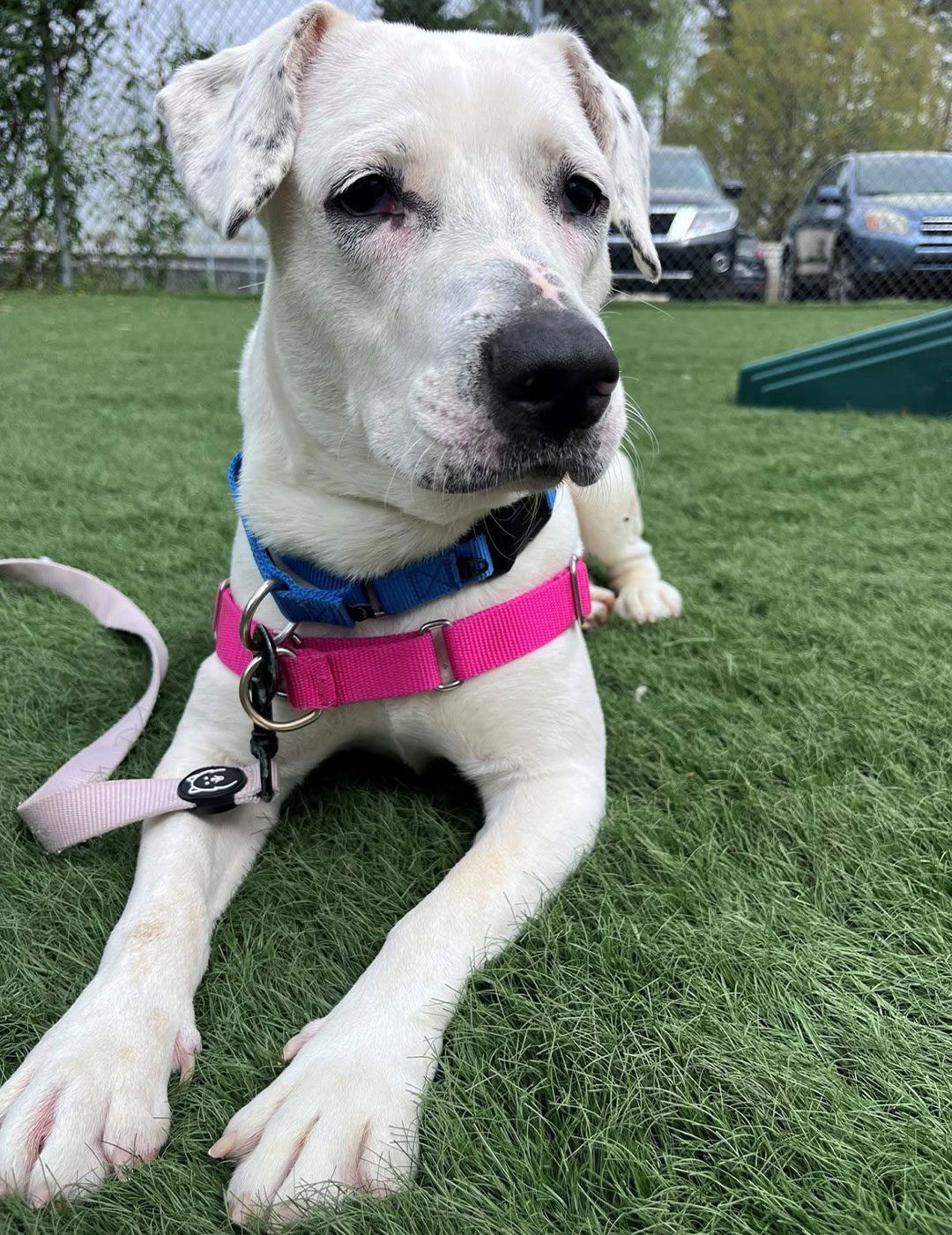 young white dog wearing bright pink harness and light pink leash sitting outdoors in grass