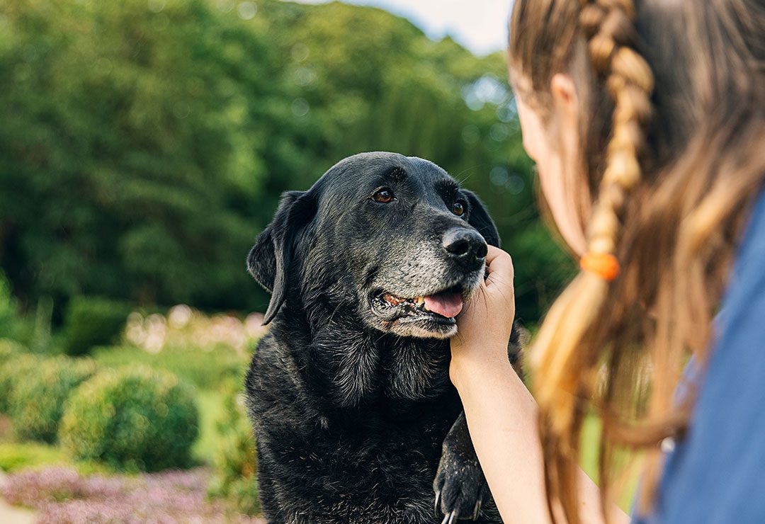woman gently petting large black senior dog outdoors