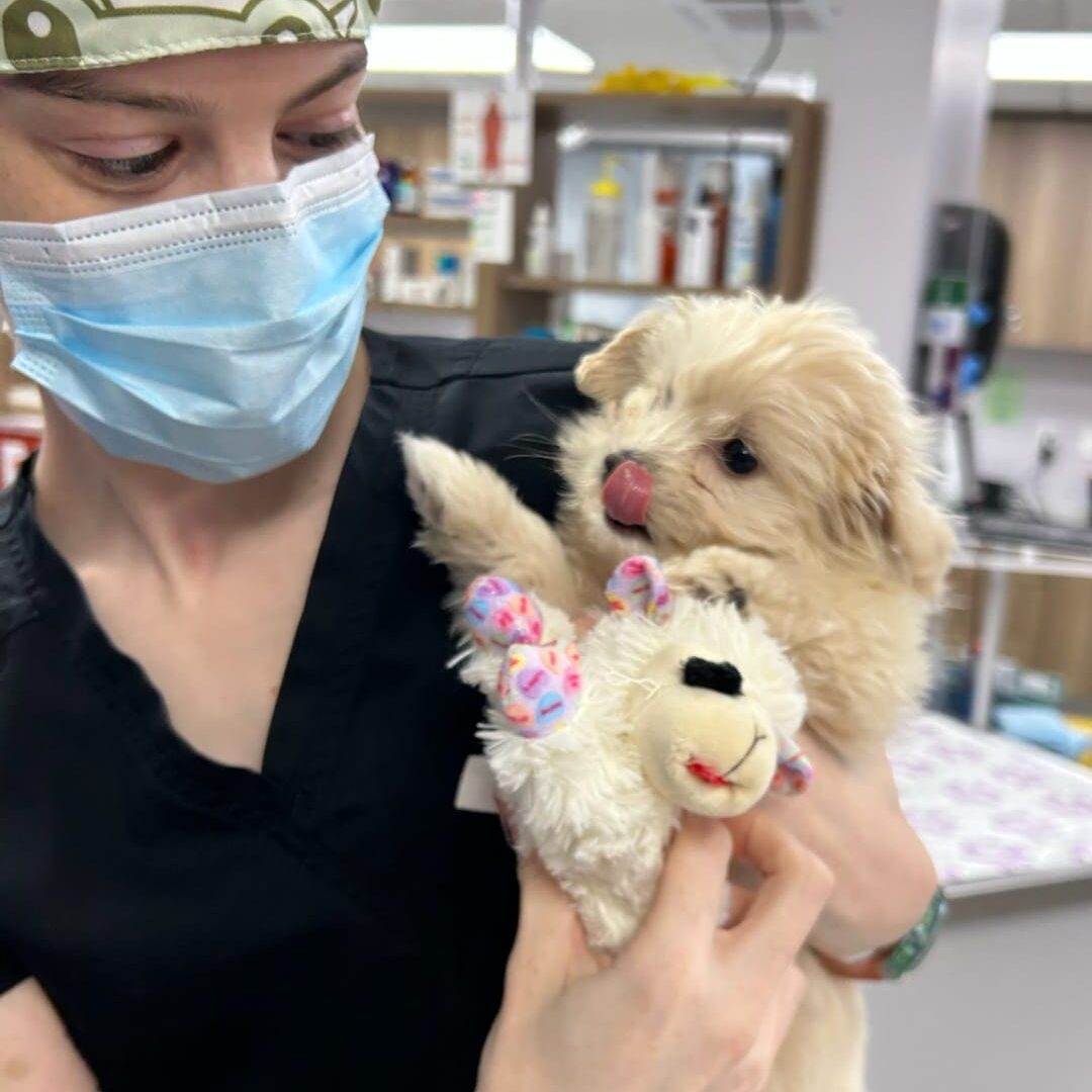 Broadway Dog With Stuffed Animal