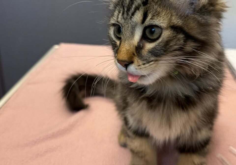 Cat With Tongue