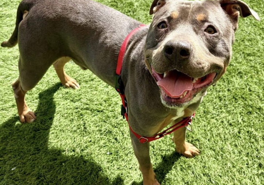 Pitbull Outdoors (1)