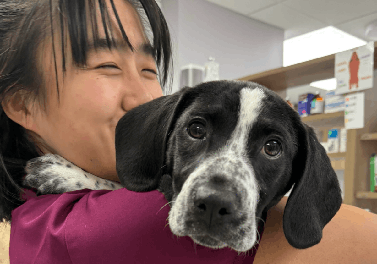 Vet And Black And White Dog